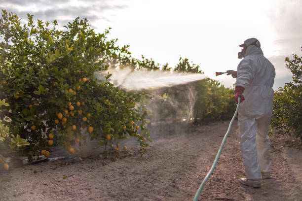 Best Pest Control Near Me in Summer Set, MO
